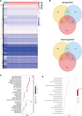 Integrated Analysis of Cell Cycle–Related and Immunity-Related Biomarker Signatures to Improve the Prognosis Prediction of Lung Adenocarcinoma